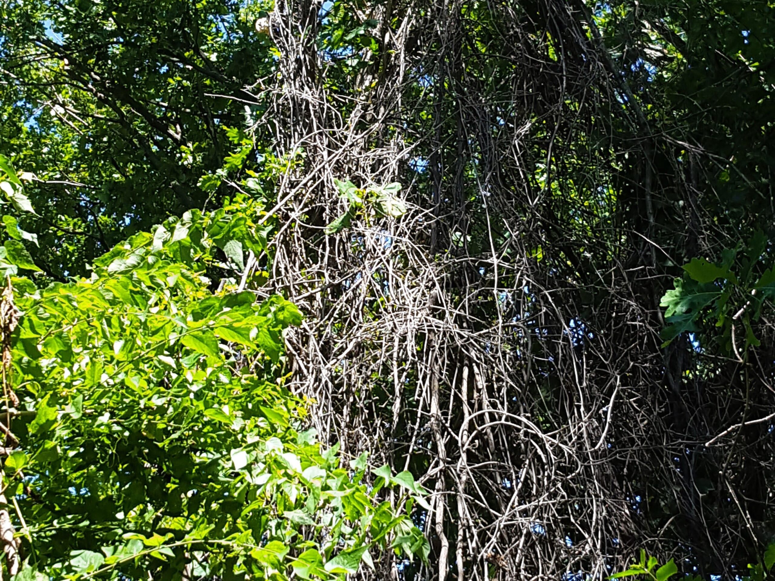 Killing Vines In Shrubs