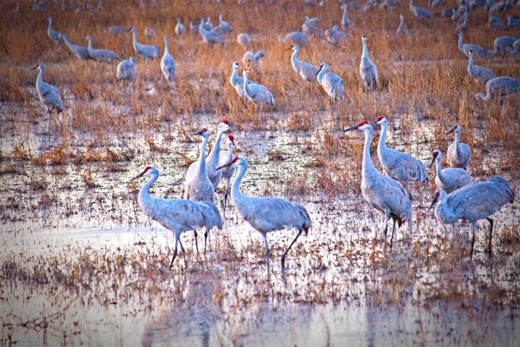 Festival of the Cranes Bosque del Apache National Wildlife Refuge